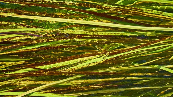 Zöld Algák Folyóban Hosszú Szárak Tiszta Vízben Természetes Háttér — Stock Fotó