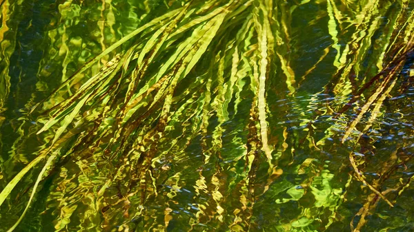 河里的绿藻长长的枝干在清澈的水中 自然背景 — 图库照片