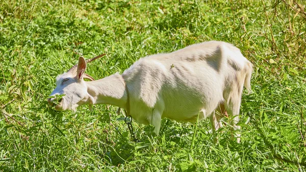 Kozy Domowe Pasą Się Pastwisku Słoneczny Dzień Kozy Czołgające Się — Zdjęcie stockowe