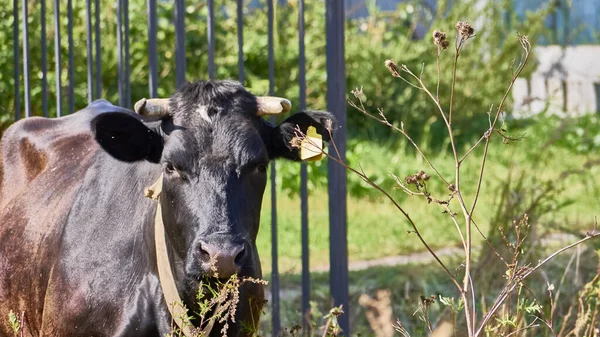 Cow on a green meadow. Young calf on a green field in the countryside. Pasture for cattle. Cow in the countryside outdoors