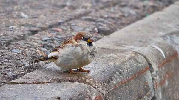 麻雀鸟一只眼睛盯着石沉大海的街道 — 图库照片