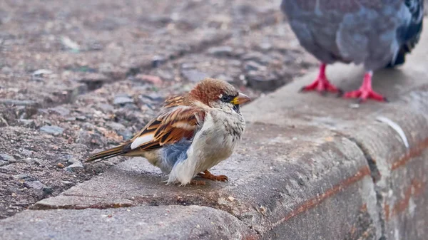Gorrión Pájaro Con Ojo Una Calle Apedreada — Foto de Stock
