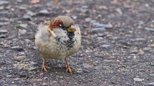 Sparrow Bird One Eye Stoned Street — Stock Photo, Image