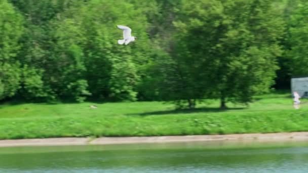 Möwe Fliegt Über Den Fluss Park Farbe — Stockvideo