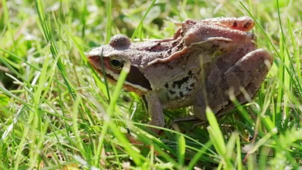 Grenouille Assoit Dans Herbe Puis Sort Cadre Effet Caméra Direct — Video