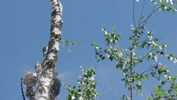 Průmyslový Horolezec Odstraňuje Strom Modré Nebe Pozadí Barva Příroda — Stock video