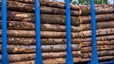 Demiryolu raylarında kütük yüklü yük vagonları.