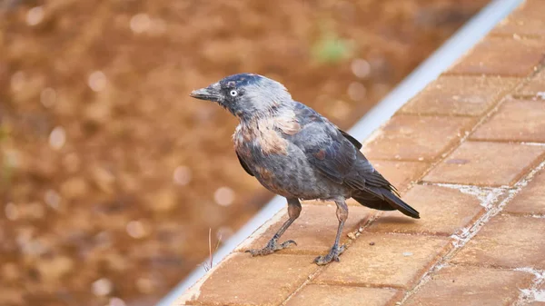 Pássaro Preto Senta Peron Estação Plano Geral — Fotografia de Stock