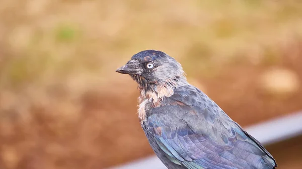 Ritratto Uccello Nero Sfocatura Colore Sfondo — Foto Stock