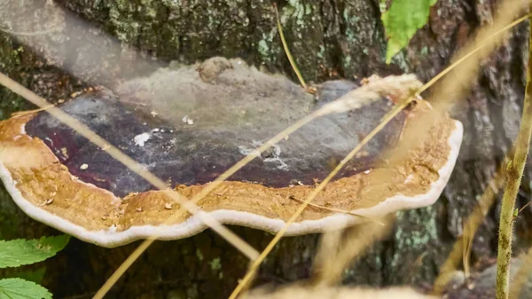 Alter Großer Chaga Pilz Selektiver Fokus Farbe — Stockfoto