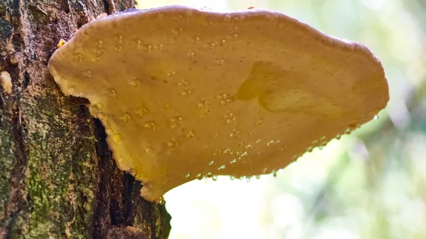 Junger Tschaga Pilz Wassertropfen Farbe — Stockfoto