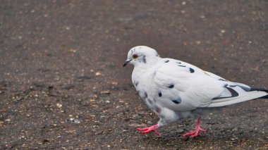 Sıradan bir beyaz güvercin portresi