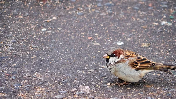 Serçe Kuşu Tek Gözü Taşlaşmış Bir Caddede — Stok fotoğraf