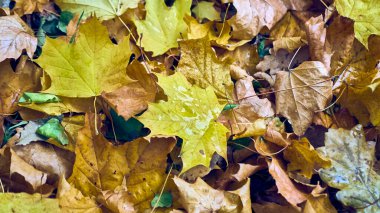 Düşen sonbahar yapraklarının renkli arkaplanı