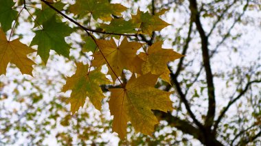 Sonbahar yaprakları, çok sığ odak