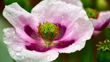 Su damlalı güzel bir çiçek tomurcuğu. renk
