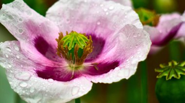 Su damlalı güzel bir çiçek tomurcuğu. renk