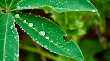 Su damlaları ile güzel yeşil bir yaprak. Bulanık arkaplan