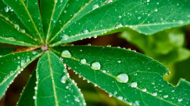 Su damlaları ile güzel yeşil bir yaprak. Bulanık arkaplan
