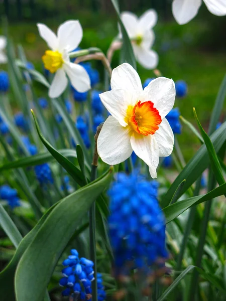 Fleurs Printemps Jonquilles Muscari Poussent Dans Lit Fleurs — Photo