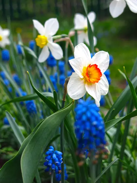 Fleurs Printemps Jonquilles Muscari Poussent Dans Lit Fleurs — Photo