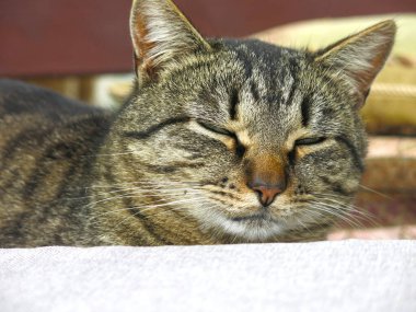 Tombul çizgili bir kırma kedi uyuyor.