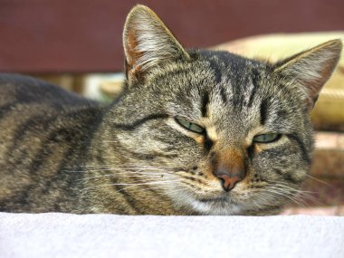 Tombul çizgili bir kırma kedi uyuyor.