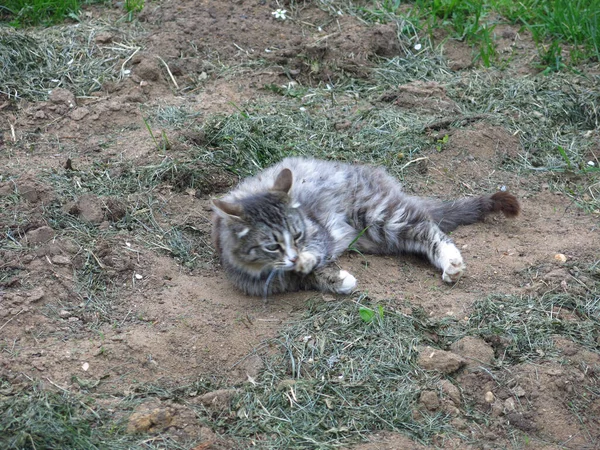 庭を灰色の毛皮の猫が歩いていて — ストック写真