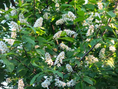 Beyaz kuş kiraz çiçekleri İlkbaharda lüksle açar