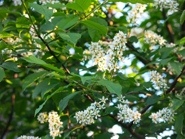 Flor Cereja Pássaro Branco Luxuosamente Primavera — Fotografia de Stock