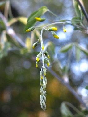 Laburnum bahçesinde yetişiyor.