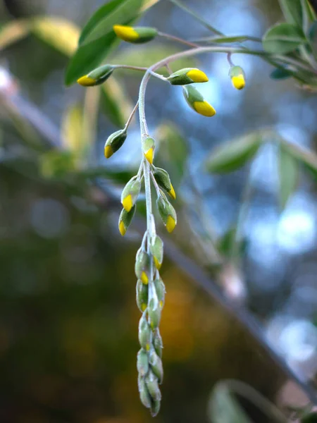 Gele Bonen Plant Laburnum Groeit Tuin — Stockfoto