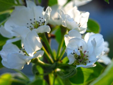 Genç bir elma ağacı bahçedeki baharda beyaz çiçeklerle güzel bir şekilde açar.