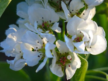 Genç bir elma ağacı bahçedeki baharda beyaz çiçeklerle güzel bir şekilde açar.