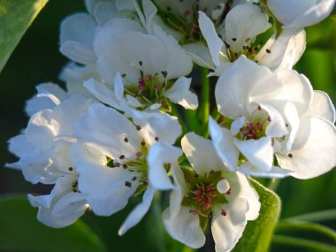 Genç bir elma ağacı bahçedeki baharda beyaz çiçeklerle güzel bir şekilde açar.