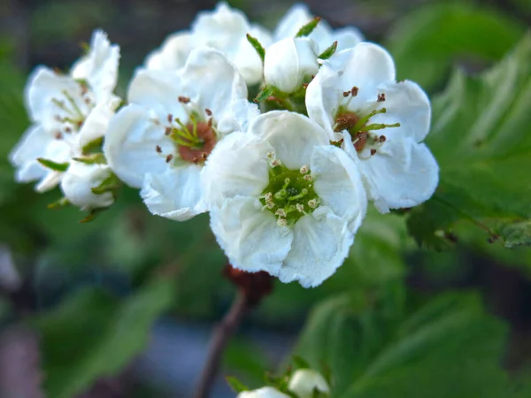 Joven Manzano Florece Maravillosamente Con Flores Blancas Primavera Jardín —  Fotos de Stock
