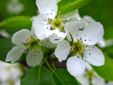 Kiraz çiçekleri baharda bahçede beyaz çiçekler açar.