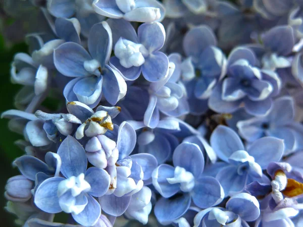 Blütenstand Von Fliederblau Auf Einem Busch Der Stadt Frühling Makrofotografie — Stockfoto