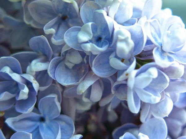 Blütenstand Von Fliederblau Auf Einem Busch Der Stadt Frühling Makrofotografie — Stockfoto