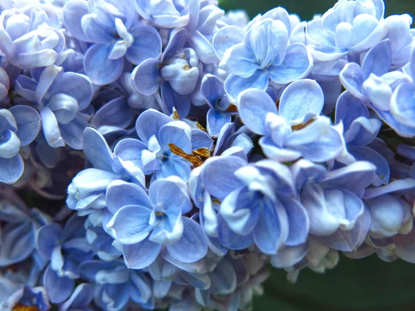 Inflorescencia Azul Lila Sobre Bush Ciudad Primavera Macrofotografía — Foto de Stock