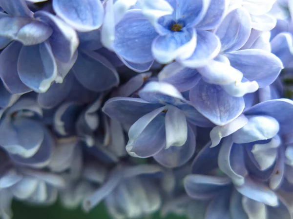 Соцветие Сиреневого Синего Буше Городе Весенней Макрофотографии — стоковое фото