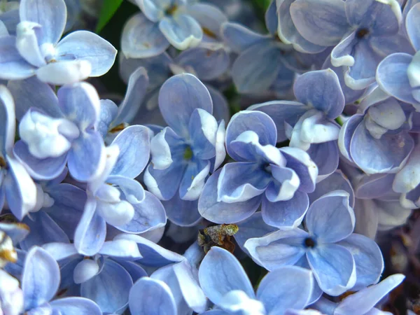 Blütenstand Von Fliederblau Auf Einem Busch Der Stadt Frühling Makrofotografie — Stockfoto