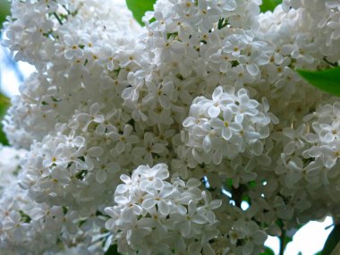 Bush 'un üzerinde beyaz leylak çalısı.