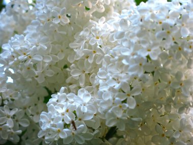 Bush 'un üzerinde beyaz leylak çalısı.