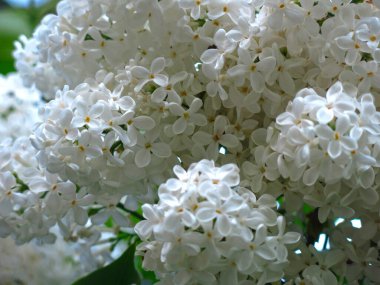 Bush 'un üzerinde beyaz leylak çalısı.