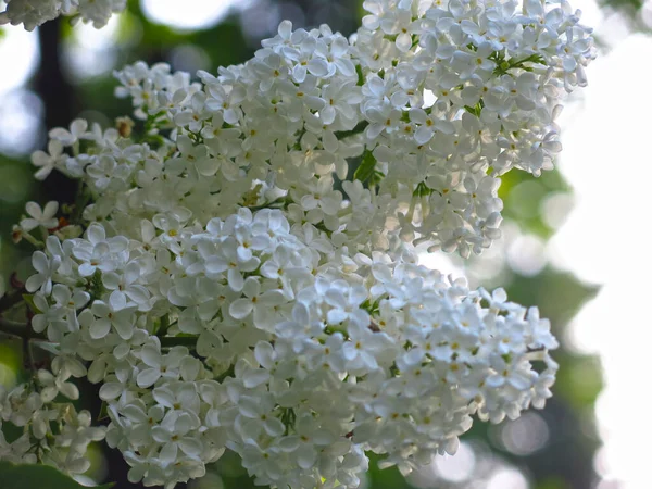 Pincel Lila Blanca Sobre Bush Cerca — Foto de Stock