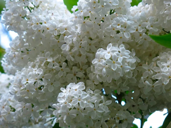 Borstel Van Witte Lila Een Bush Close — Stockfoto