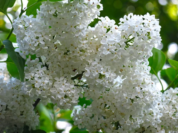 Pincel Lila Blanca Sobre Bush Cerca — Foto de Stock