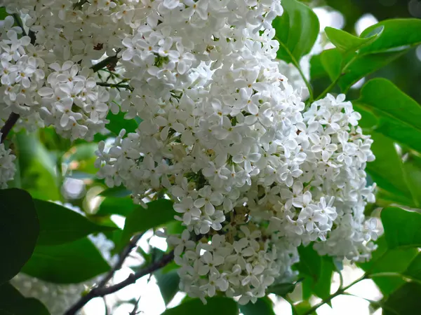 Pincel Lila Blanca Sobre Bush Cerca — Foto de Stock