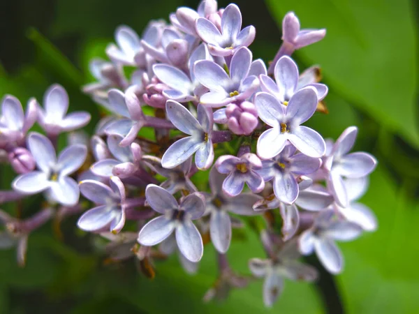 Hermosas Flores Lila Primavera Con Flores Púrpuras Cepillos Bush — Foto de Stock